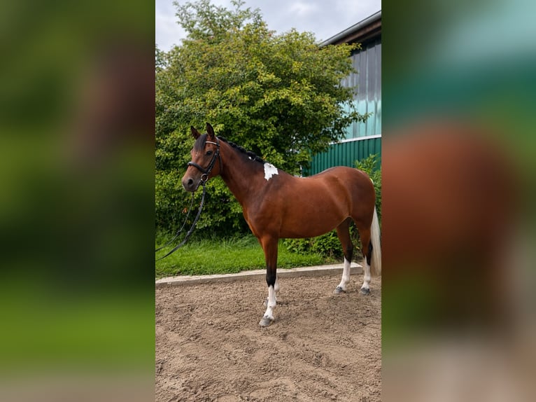 German Riding Pony Mare 5 years 13.3 hh Pinto in Hemmingstedt