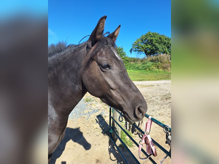 German Riding Pony Mare 5 years 13,2 hh Bay-Dark in Osdorf
