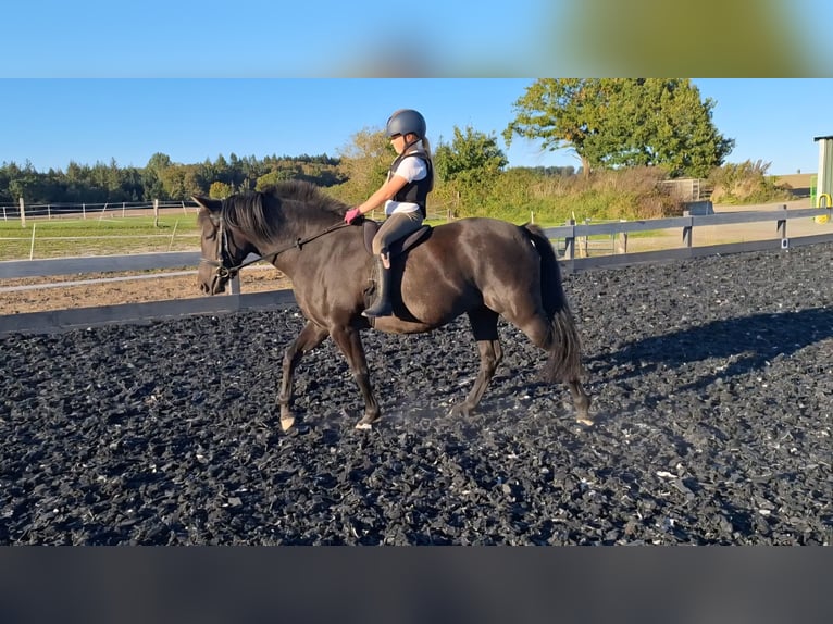 German Riding Pony Mare 5 years 13,2 hh Bay-Dark in Osdorf
