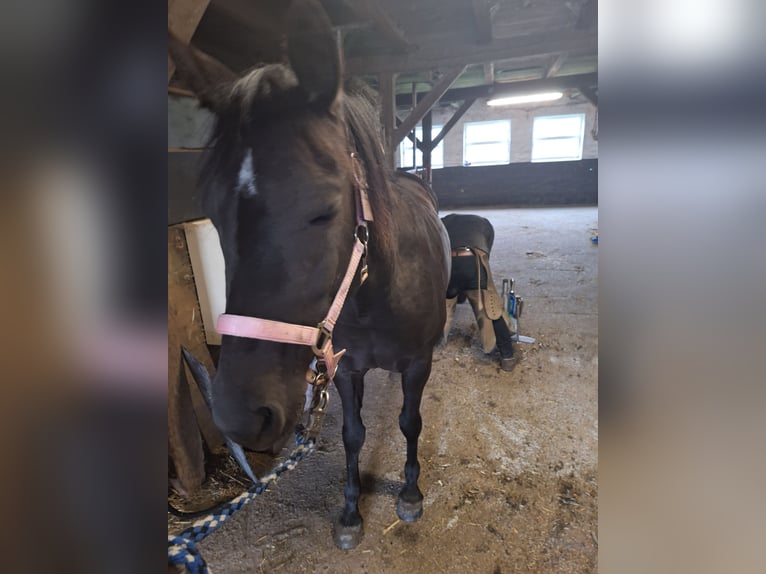 German Riding Pony Mare 5 years 13,2 hh Bay-Dark in Osdorf