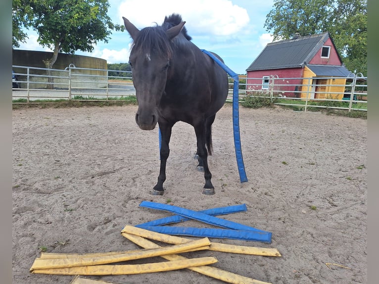 German Riding Pony Mare 5 years 13,2 hh Bay-Dark in Osdorf