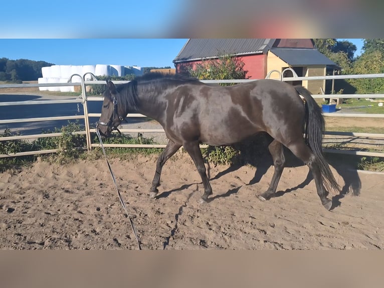 German Riding Pony Mare 5 years 13,2 hh Bay-Dark in Osdorf