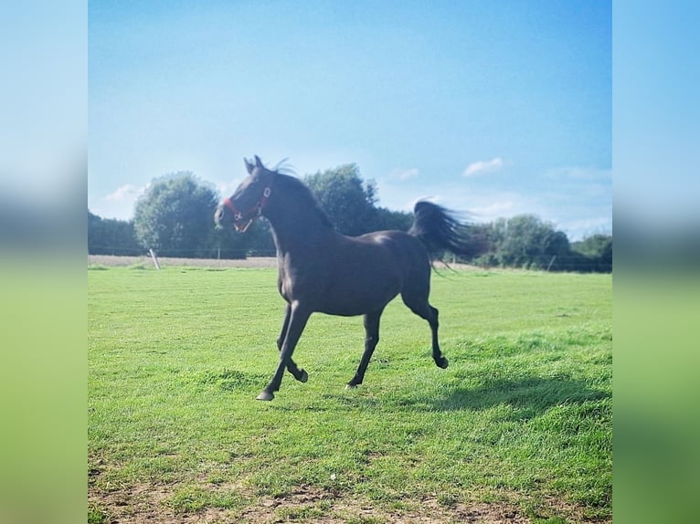 German Riding Pony Mare 5 years 13,2 hh Bay-Dark in Osdorf