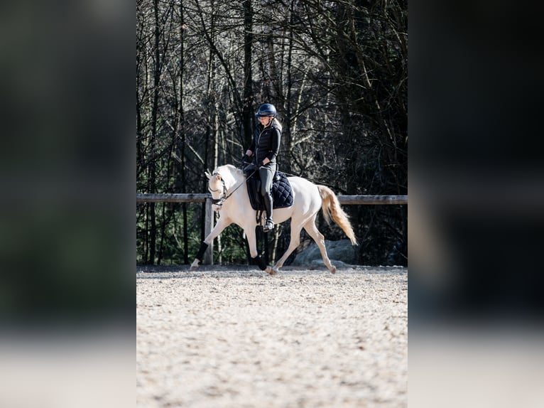 German Riding Pony Mare 5 years 13,2 hh in Weilheim in Oberbayern