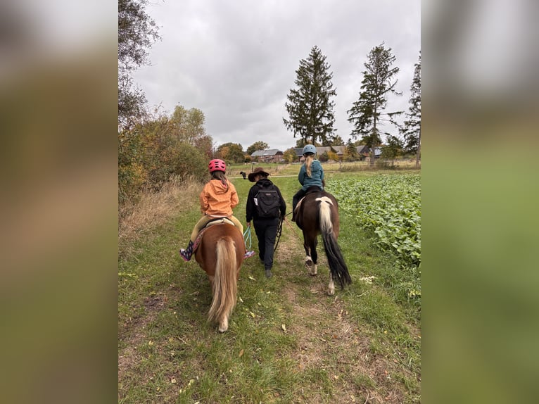 German Riding Pony Mix Mare 5 years 13,2 hh  in LemgoW