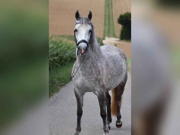 German Riding Pony Mare 5 years 13,2 hh Grey in Schwaigern