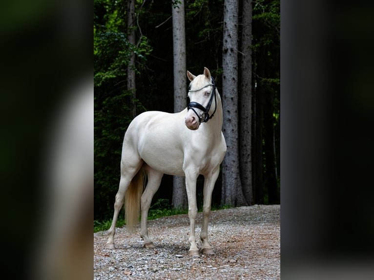 German Riding Pony Mare 5 years 13,2 hh Perlino in Weilheim in Oberbayern