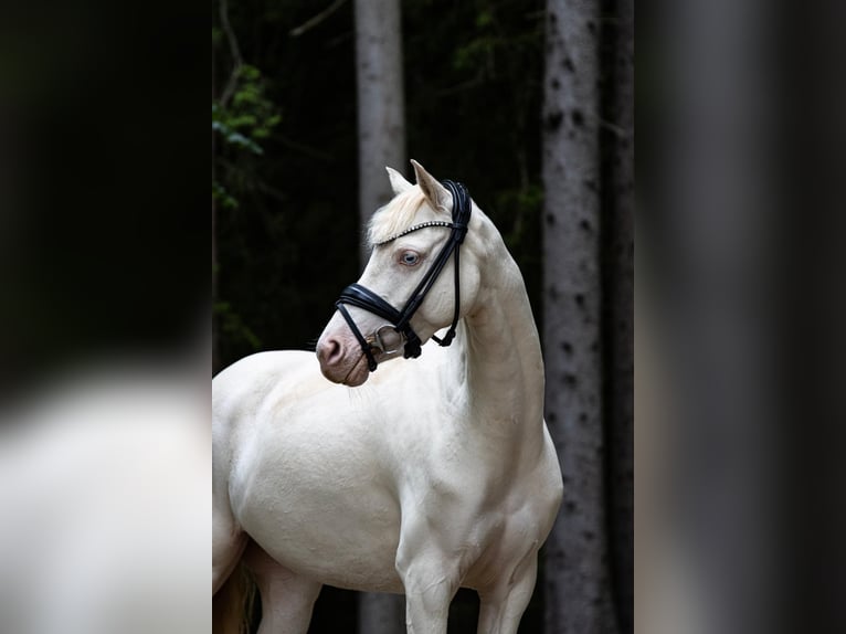 German Riding Pony Mare 5 years 13,2 hh Perlino in Weilheim in Oberbayern