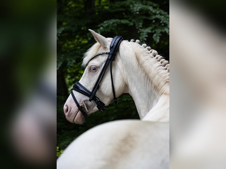 German Riding Pony Mare 5 years 13,2 hh Perlino in Weilheim in Oberbayern
