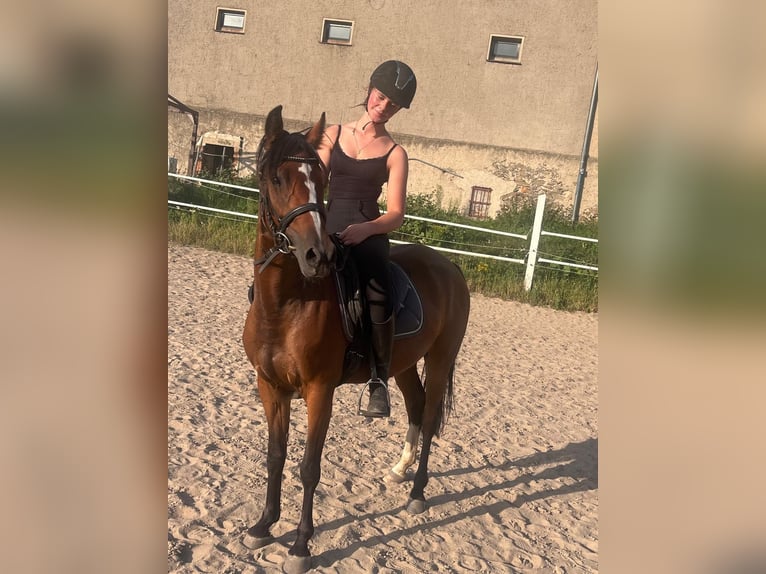 German Riding Pony Mare 5 years 13,3 hh Brown in N&#xFC;nchritz