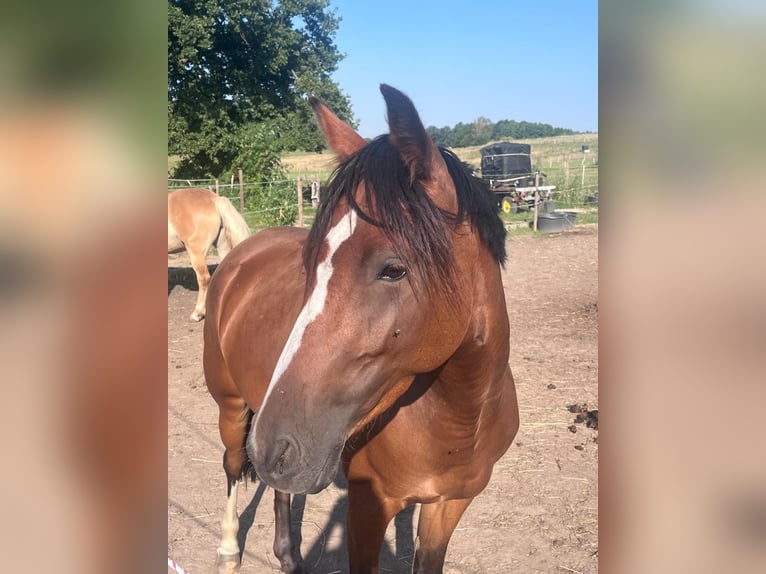 German Riding Pony Mare 5 years 13,3 hh Brown in N&#xFC;nchritz