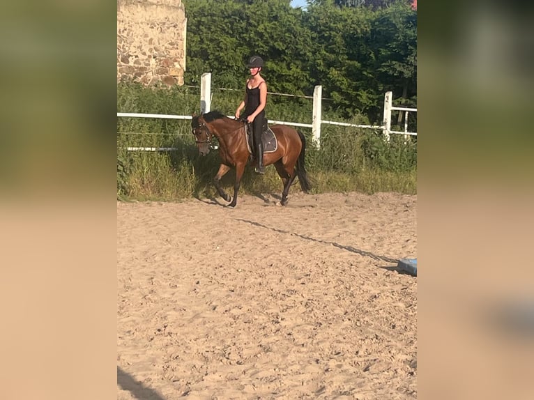 German Riding Pony Mare 5 years 13,3 hh Brown in N&#xFC;nchritz