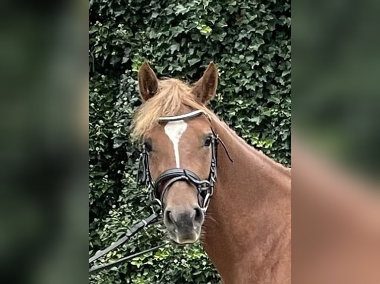 German Riding Pony Mare 5 years 13,3 hh Chestnut-Red in Suhlendorf