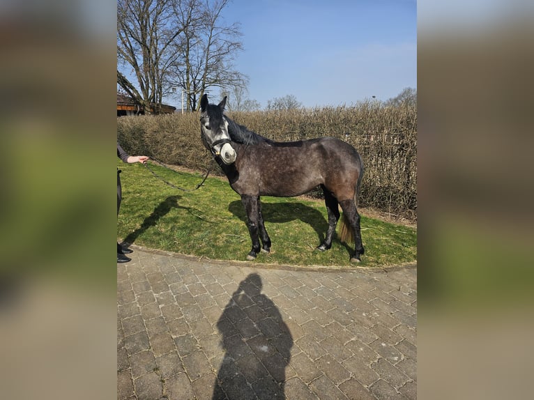German Riding Pony Mare 5 years 13,3 hh Grey-Dark-Tan in Vlotho