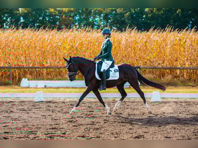 German Riding Pony Mare 5 years 14.1 hh Black in Zeven