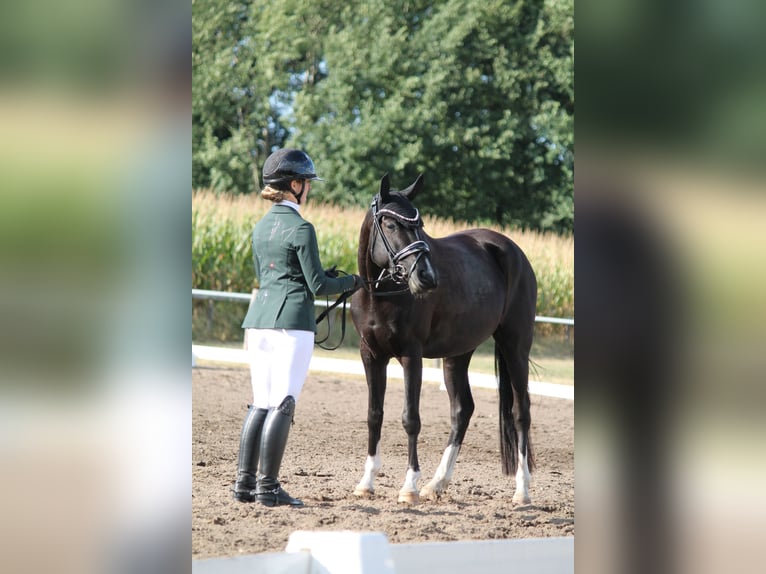 German Riding Pony Mare 5 years 14.1 hh Black in Zeven