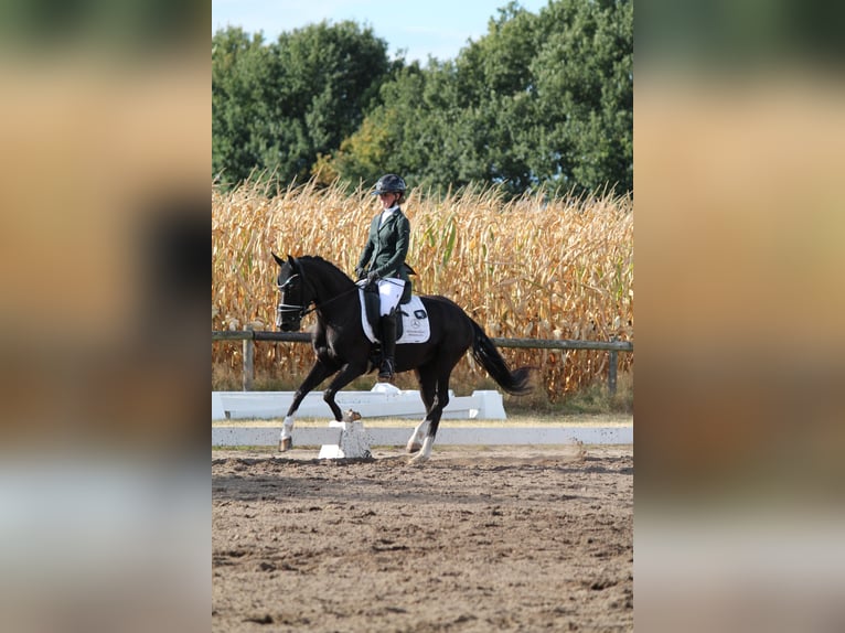 German Riding Pony Mare 5 years 14.1 hh Black in Zeven