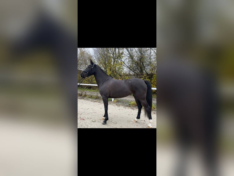 German Riding Pony Mare 5 years 14.1 hh Black in Haren