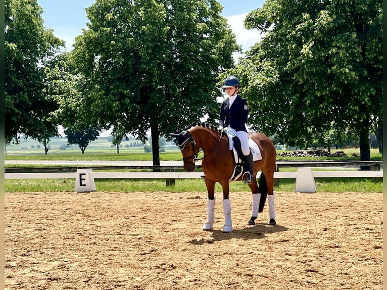 German Riding Pony Mare 5 years 14,1 hh Brown in Babenhausen