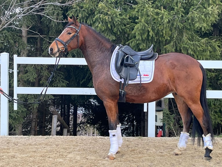German Riding Pony Mare 5 years 14,1 hh Brown in Reinsdorf