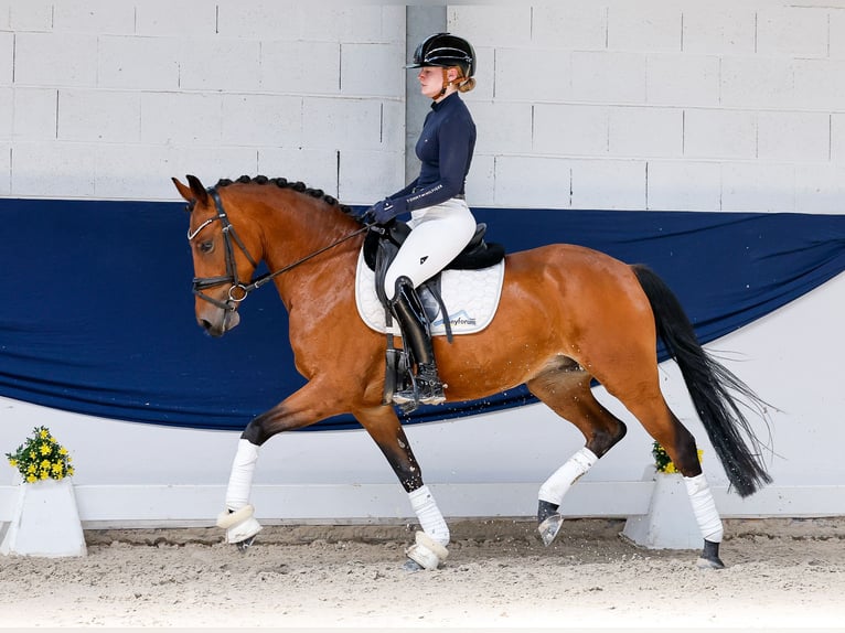 German Riding Pony Mare 5 years 14.1 hh Brown in Marsberg