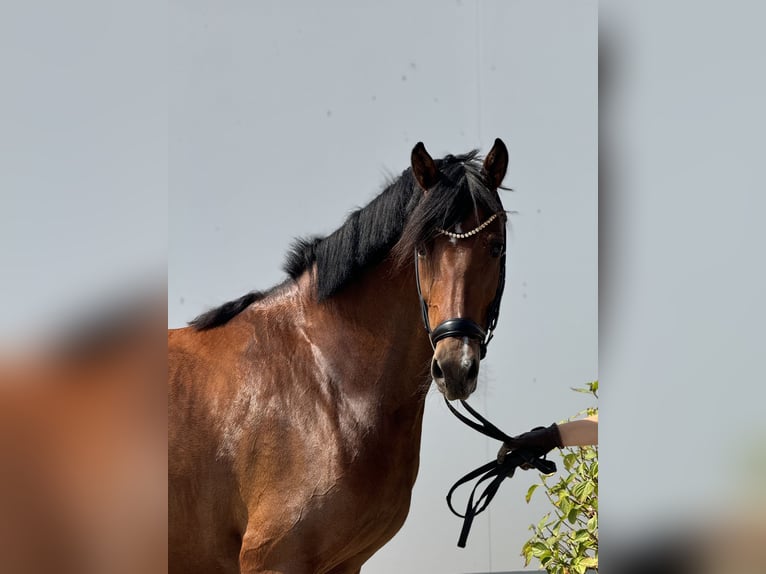 German Riding Pony Mare 5 years 14,1 hh Brown in Vettweiß