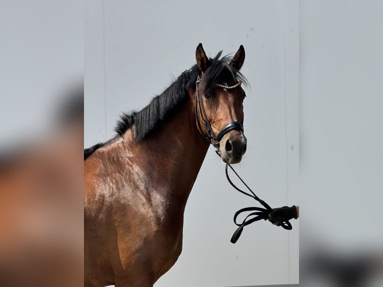 German Riding Pony Mare 5 years 14,1 hh Brown in Vettweiß