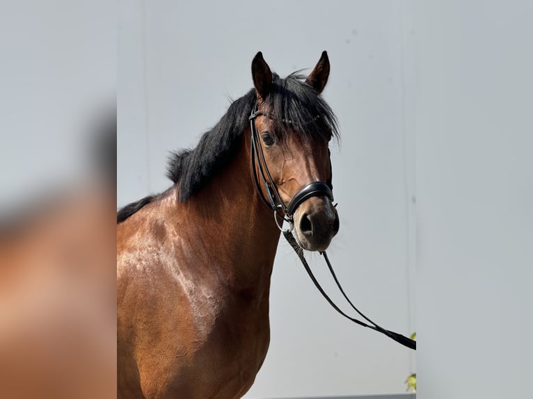 German Riding Pony Mare 5 years 14,1 hh Brown in Vettweiß