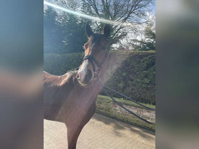 German Riding Pony Mare 5 years 14,1 hh Brown in Grevenbroich