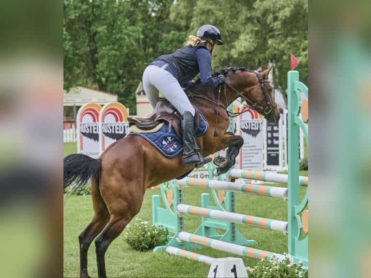 German Riding Pony Mare 5 years 14.1 hh Brown in Seevetal