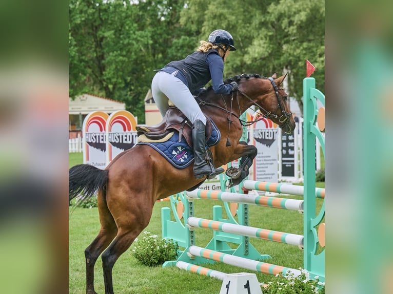 German Riding Pony Mare 5 years 14.1 hh Brown in Seevetal
