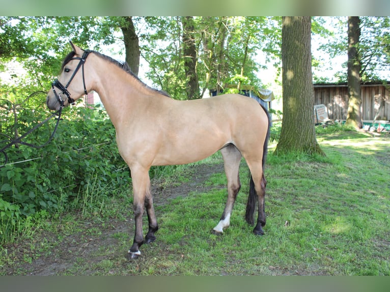 German Riding Pony Mare 5 years 14,1 hh Buckskin in Greven