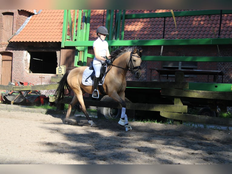 German Riding Pony Mare 5 years 14,1 hh Buckskin in Greven