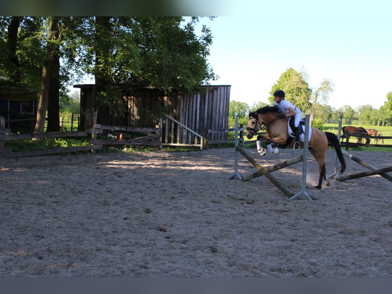 German Riding Pony Mare 5 years 14,1 hh Buckskin in Greven