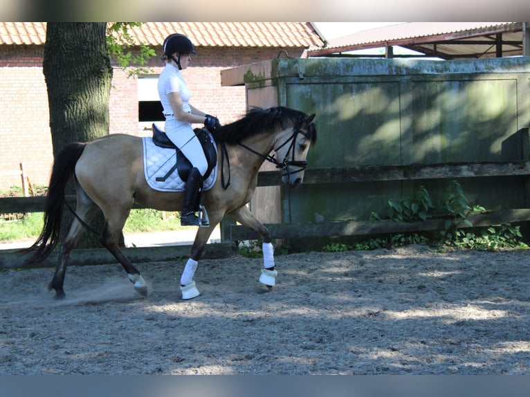 German Riding Pony Mare 5 years 14,1 hh Buckskin in Greven