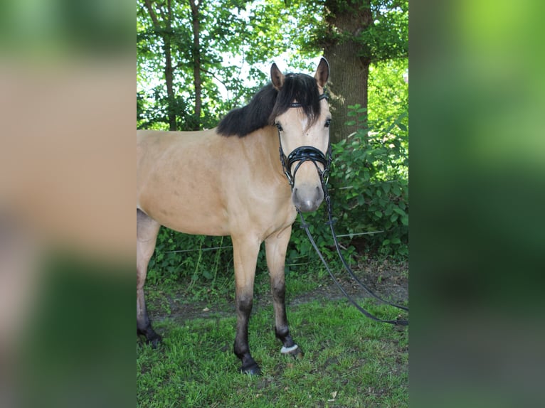 German Riding Pony Mare 5 years 14,1 hh Buckskin in Greven