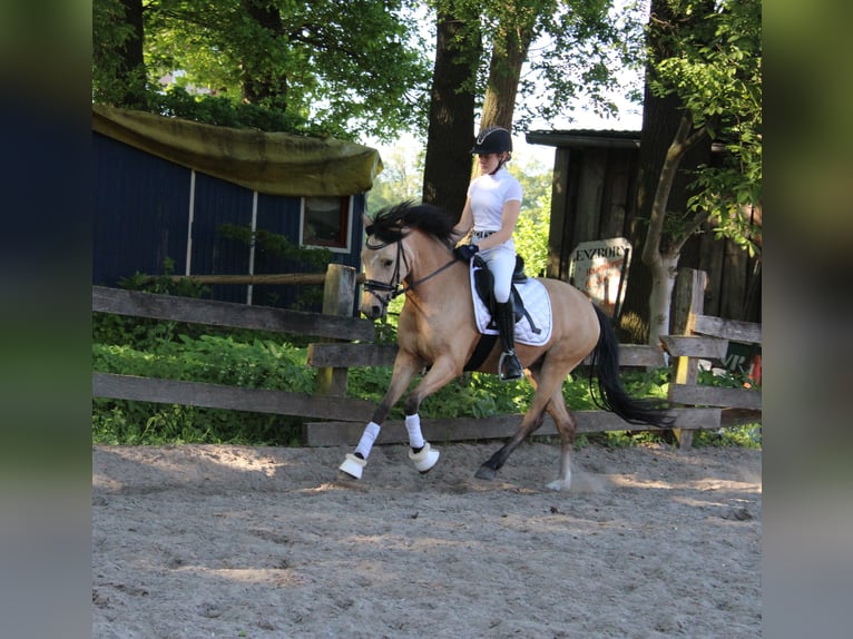 German Riding Pony Mare 5 years 14,1 hh Buckskin in Greven