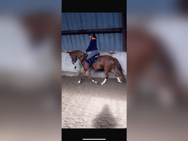 German Riding Pony Mare 5 years 14,1 hh Chestnut in Süderlügum