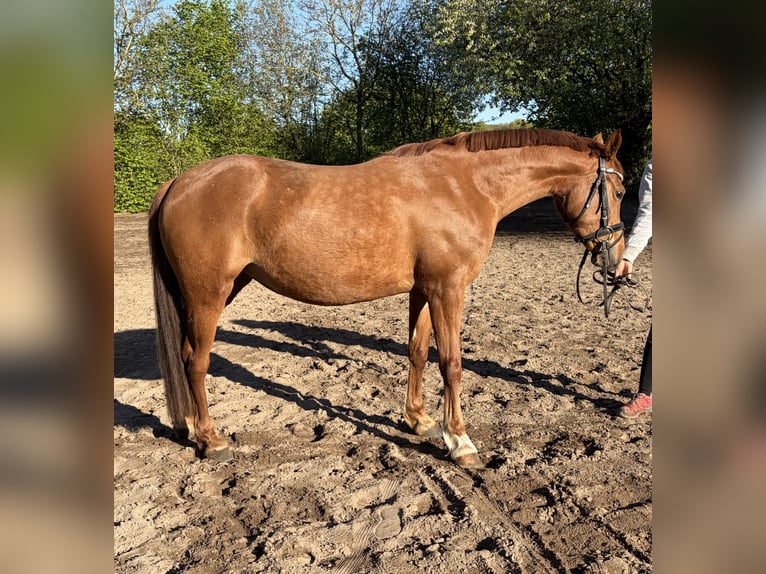 German Riding Pony Mare 5 years 14.1 hh Chestnut in Emmerich