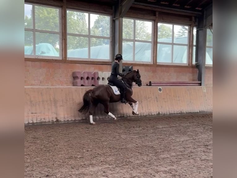 German Riding Pony Mare 5 years 14.1 hh Chestnut in Kassel