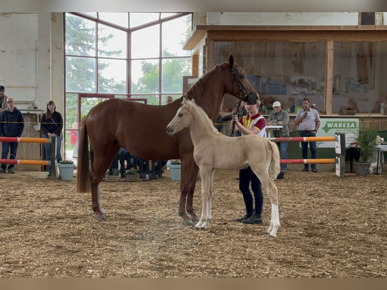 German Riding Pony Mare 5 years 14,1 hh Chestnut-Red in Nordhausen