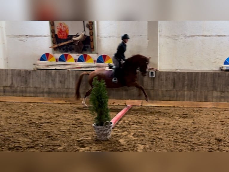 German Riding Pony Mare 5 years 14,1 hh Chestnut-Red in Nordhausen