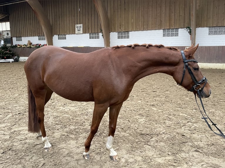 German Riding Pony Mare 5 years 14,1 hh Chestnut-Red in Krefeld