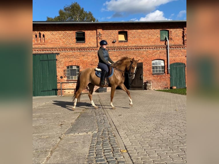 German Riding Pony Mare 5 years 14,1 hh Chestnut-Red in Rahden