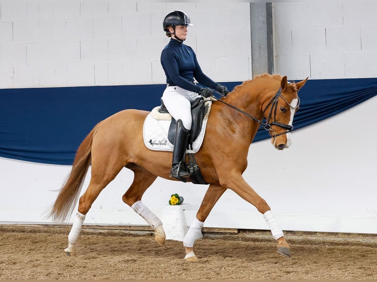 German Riding Pony Mare 5 years 14,1 hh Chestnut-Red in Marsberg