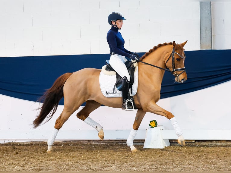 German Riding Pony Mare 5 years 14,1 hh Chestnut-Red in Marsberg