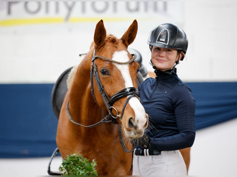 German Riding Pony Mare 5 years 14,1 hh Chestnut-Red in Marsberg