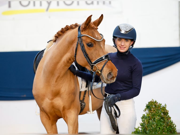 German Riding Pony Mare 5 years 14,1 hh Chestnut-Red in Marsberg