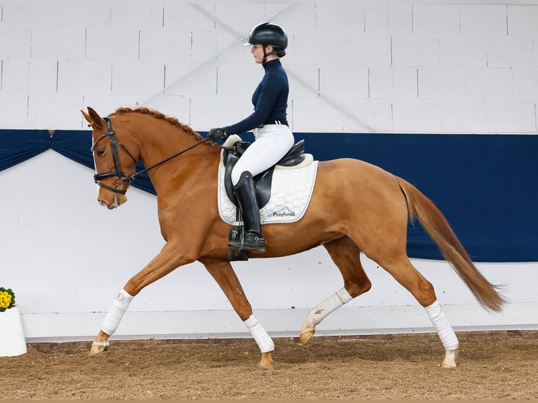 German Riding Pony Mare 5 years 14,1 hh Chestnut-Red in Marsberg