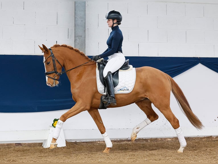 German Riding Pony Mare 5 years 14,1 hh Chestnut-Red in Marsberg